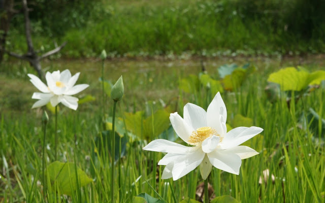 Hình ảnh hoa sen trắng 2