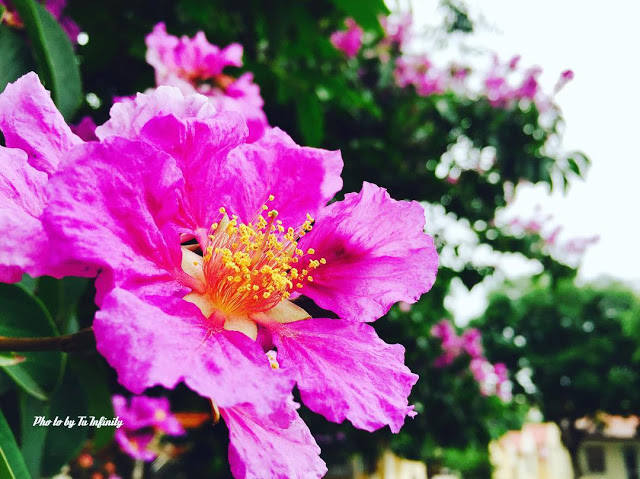 Chùm ảnh: Hoa bằng lăng nở “tím ngắt” trời Thủ đô