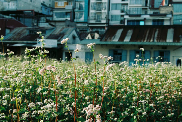 Khung Cảnh Hoa Tam Giác Mạch Tuyệt Đẹp