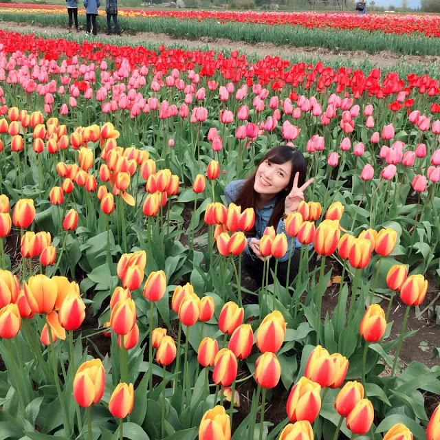Hình Ảnh Hoa Tulip Đẹp Nhất 7