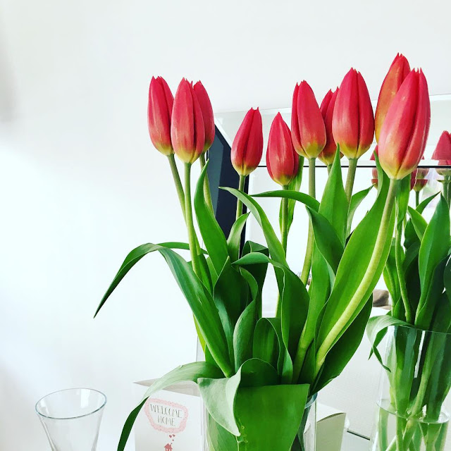 Hình Ảnh Hoa Tulip Đẹp Nhất 10