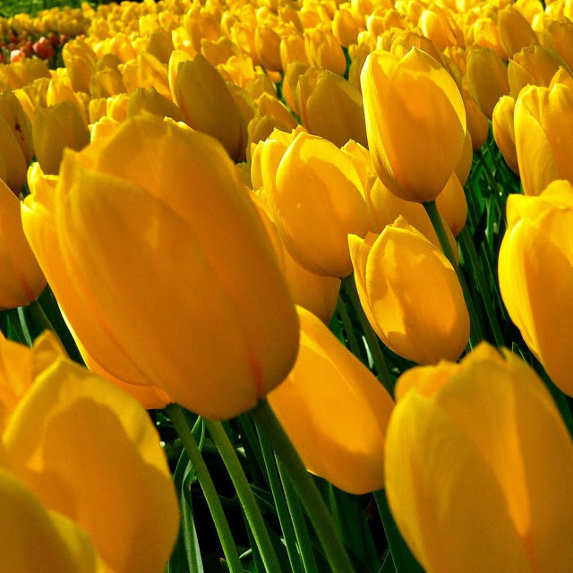 Hình Ảnh Cánh Đồng Hoa Tulip Đẹp Rực Rỡ Và Say Đắm Lòng Người 1