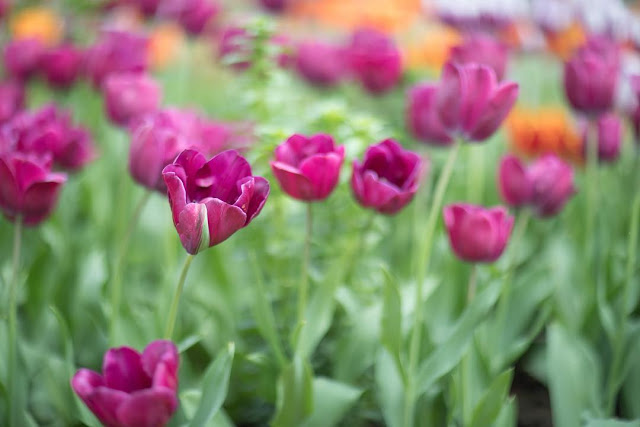 Hoa Tulip Màu Tím