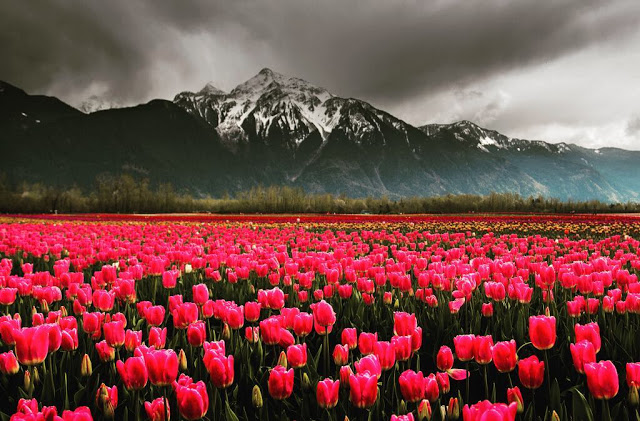 Cánh Đồng Hoa Tulip Đỏ Rực