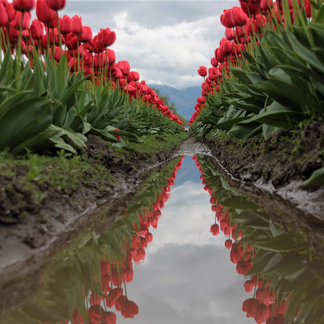 Cánh Đồng Hoa Tulip Đẹp 1