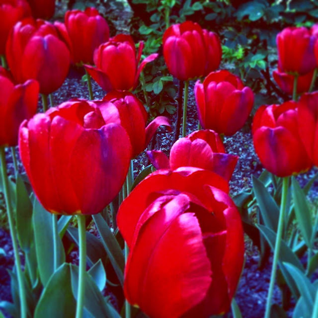 Hình ảnh nền hoa Tulips đẹp nhất