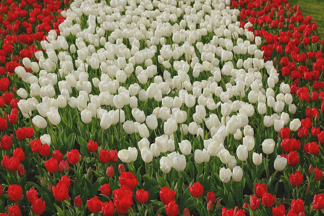 Cánh Đồng Hoa Tulip Trắng Đẹp Nhất