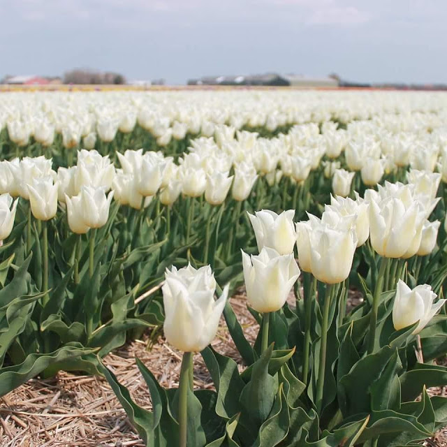 Cánh Đồng Hoa Tulip Trắng Trải Dài