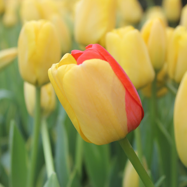 Hình ảnh hoa Tulip vàng đệp nhất 1