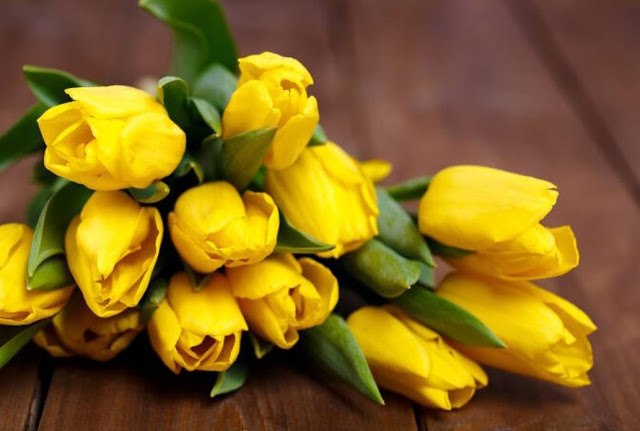 Hình ảnh hoa Tulip vàng đệp nhất 2