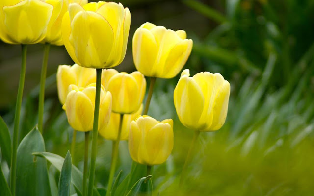 Hình ảnh hoa Tulip vàng đệp nhất 4