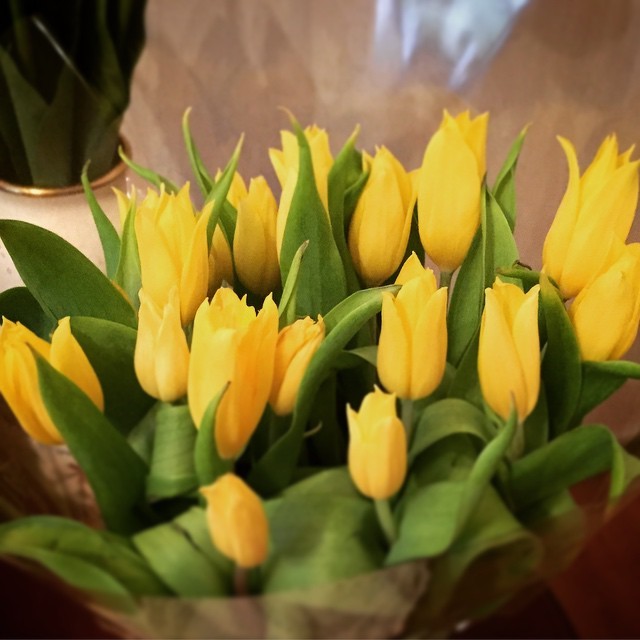 Hình ảnh hoa Tulip vàng đệp nhất 6