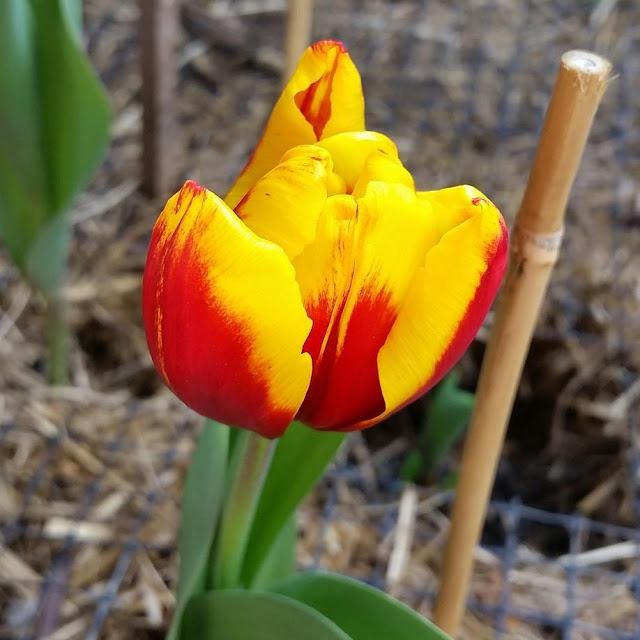 Hình ảnh hoa Tulip vàng đệp nhất 7