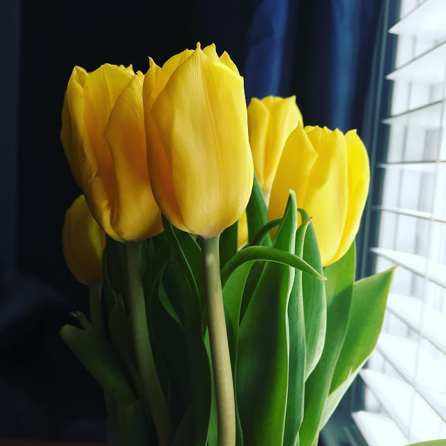Hình ảnh hoa Tulip vàng đệp nhất 11