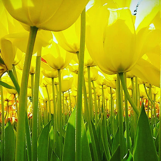 Hình ảnh hoa Tulip vàng đệp nhất 19