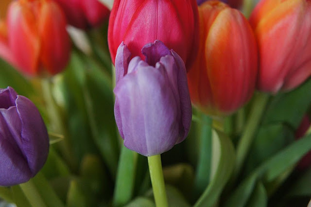 Hình ảnh hoa Tulip Tím đẹp 1