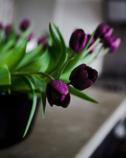 Hình ảnh hoa Tulip Tím đẹp 2