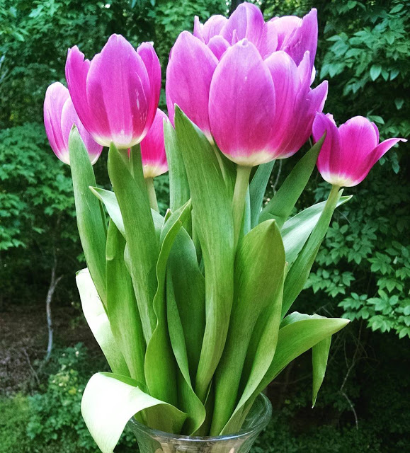 Hình ảnh hoa Tulip Tím đẹp 3