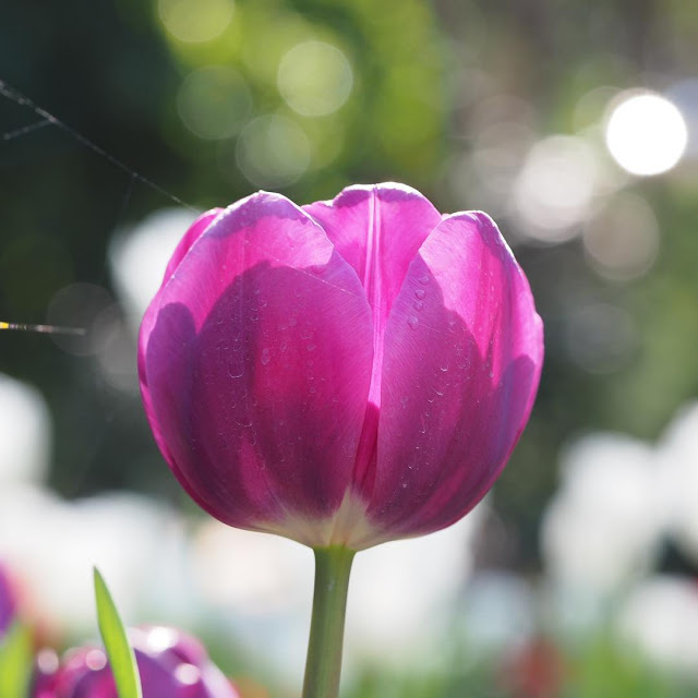 Hình ảnh hoa Tulip Tím đẹp 4