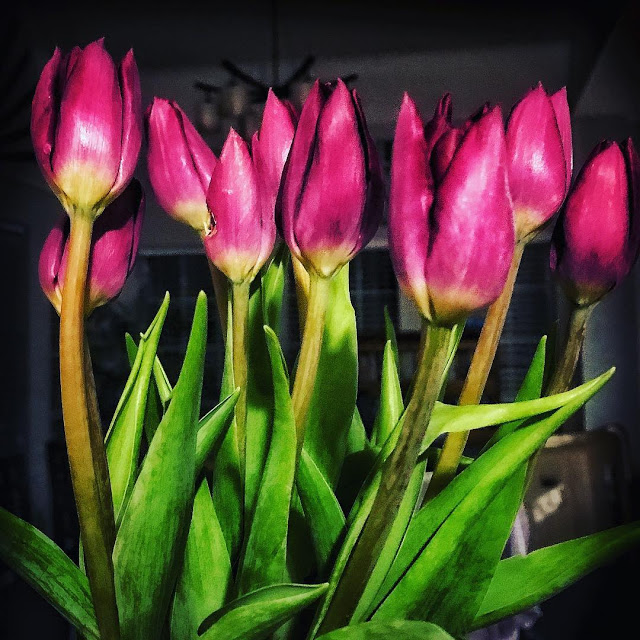 Hình ảnh hoa Tulip Tím đẹp 8