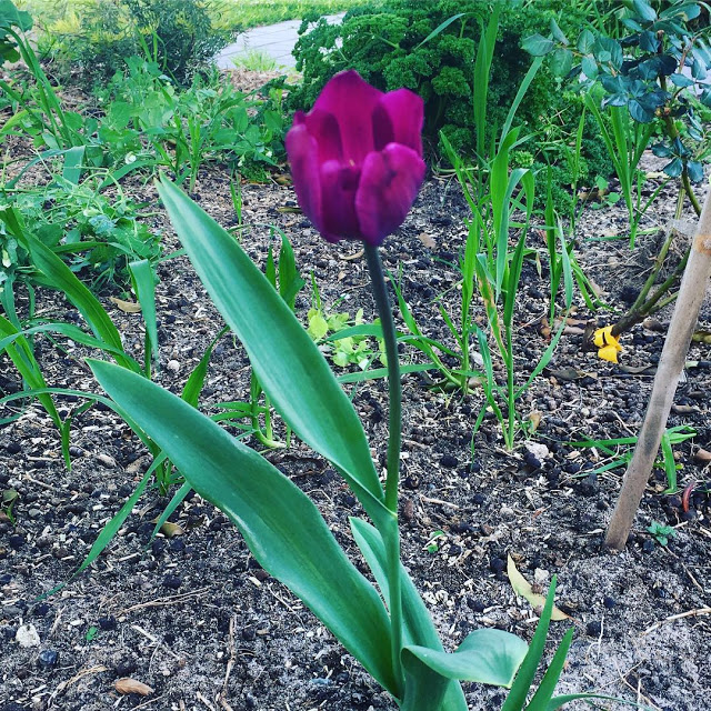 Hình ảnh hoa Tulip Tím đẹp 9