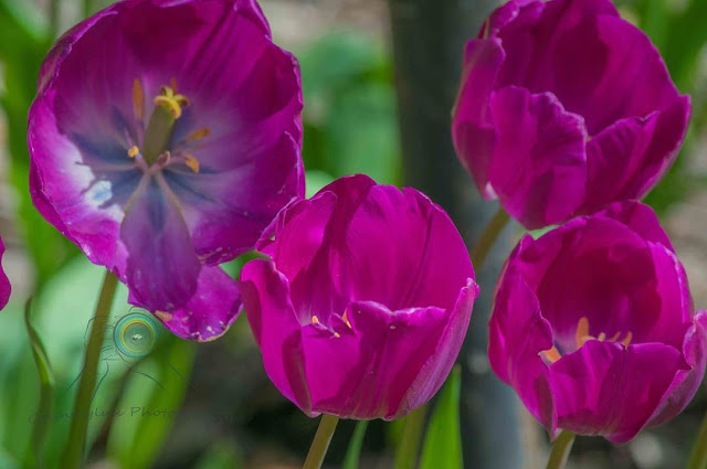 Hình ảnh hoa Tulip Tím đẹp 12