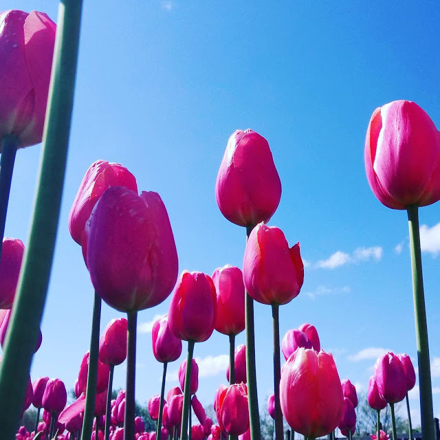 Hình ảnh hoa Tulip Tím đẹp 14