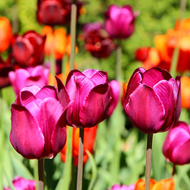 Hình ảnh hoa Tulip Tím đẹp 23