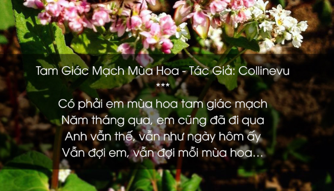 Thơ Về Hoa Tam Giác Mạch - Những Bài Thơ Hay Về Mùa Hoa Tam Giác Mạch 5