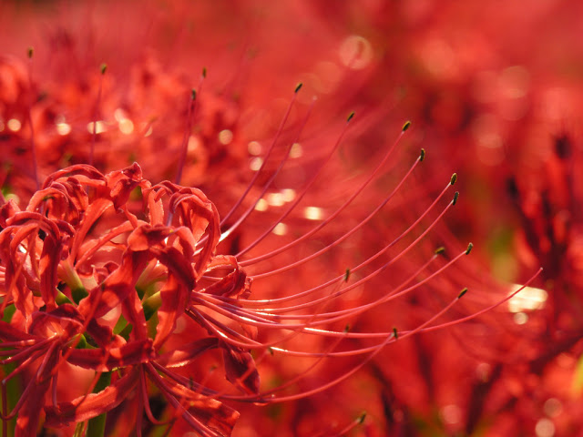 Những bông hoa Bỉ Ngạn đẹp với sắc đỏ chủ đạo