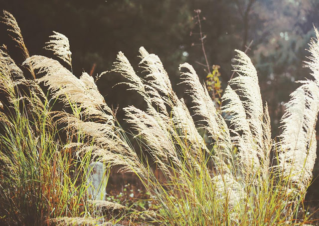 Hình ảnh hoa cỏ lau mộc mạc giản dị 15