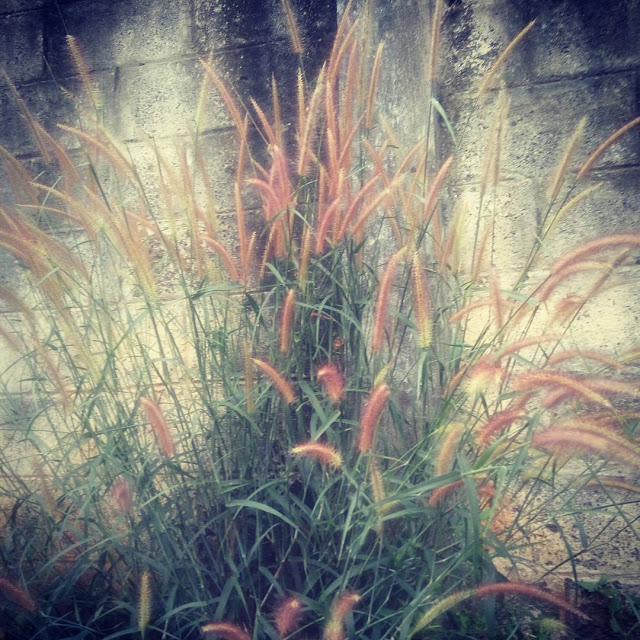 Hình ảnh hoa cỏ lau mộc mạc giản dị 23
