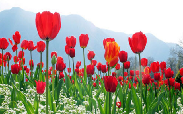 Hình ảnh hoa Tulip - Tổng hợp những hình ảnh về hoa Tulip đẹp và ý nghĩa nhất 10