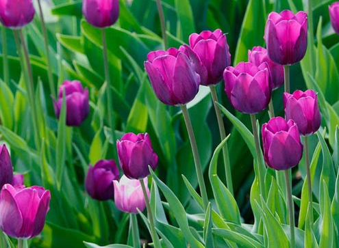 Hình ảnh hoa Tulip Tím và ý nghĩa của hoa Tulip màu tím 1