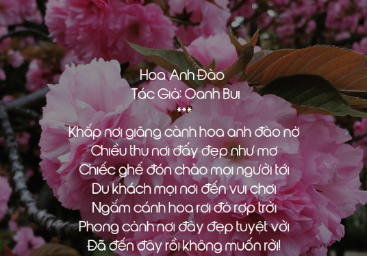 Thơ về Hoa Anh Đào - Chùm Thơ Mùa Hoa Anh Đào Hay Và Ý Nghĩa 2