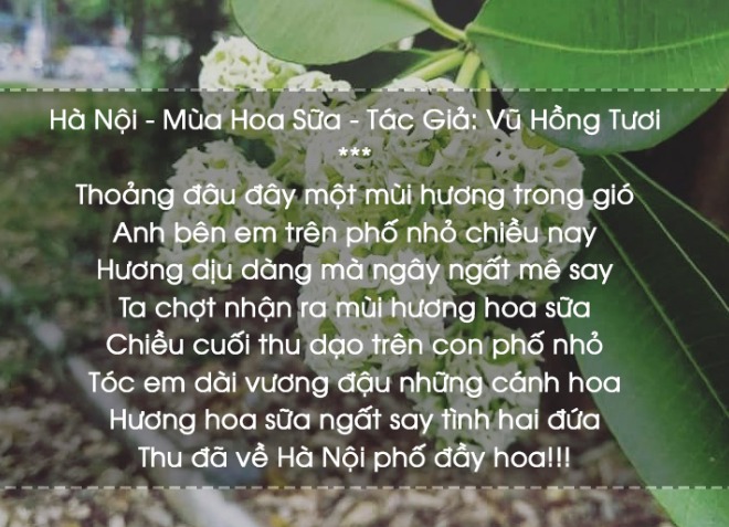 Thơ về Hoa Sữa - Chùm Thơ Về Hoa Sữa Mùa Đông Hà Nội 3