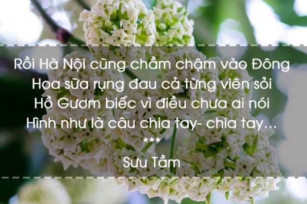 Thơ về Hoa Sữa - Chùm Thơ Về Hoa Sữa Mùa Đông Hà Nội 4