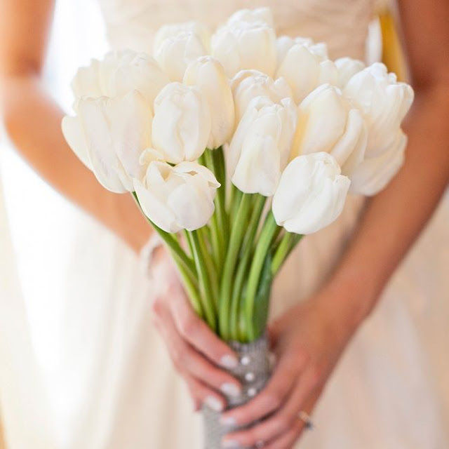 Hình ảnh hoa Tulip trắng Ý nghĩa 
