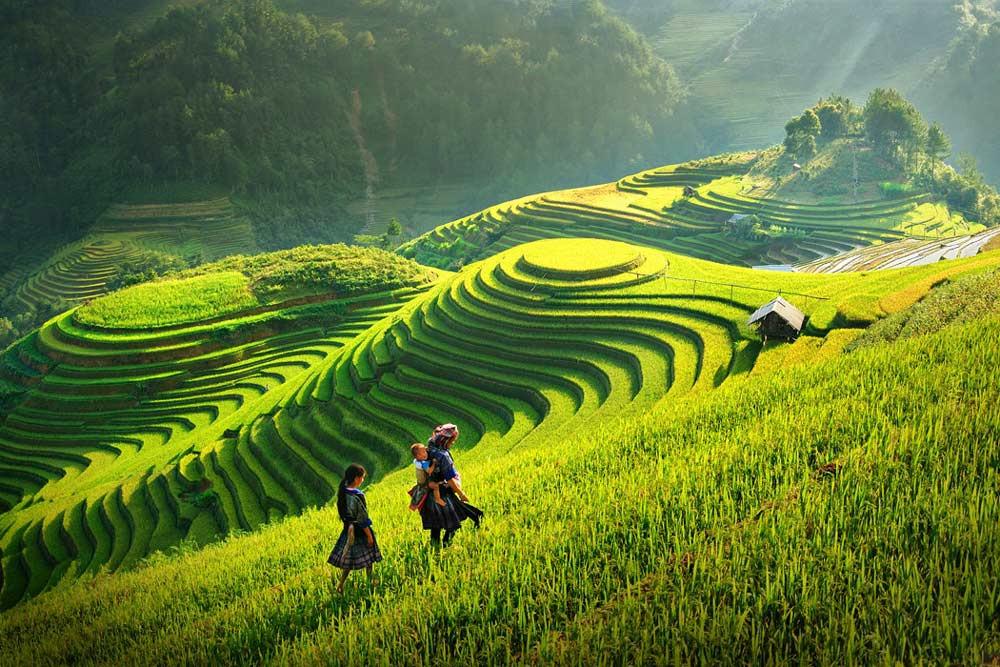 Tuyển tập 10 bài thơ ngắn hay viết về cây lúa Việt Nam