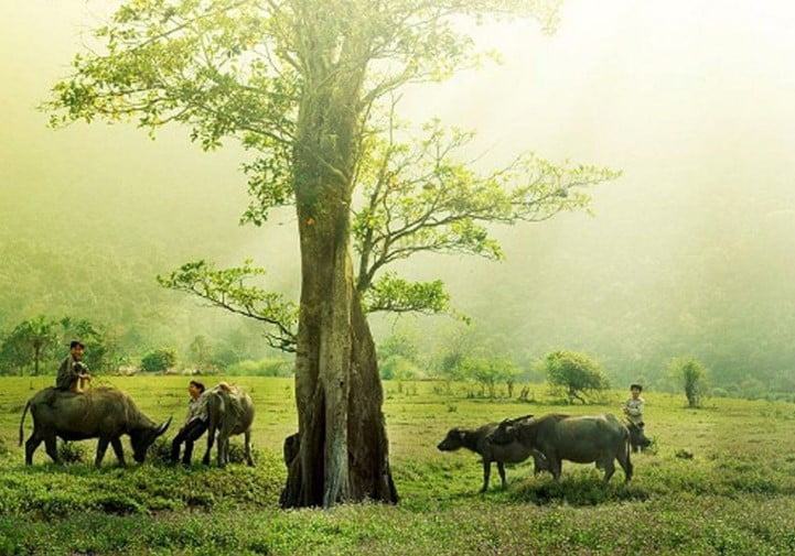 Những bài thơ hay về quê hương - Nơi ngập tràn kí ức tuổi thơ 10