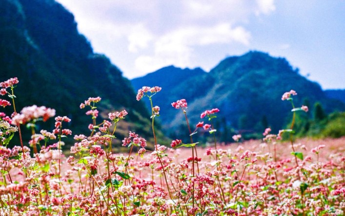 Những bài thơ hay nhất về Hà Giang hùng vĩ và hoang sơ 7