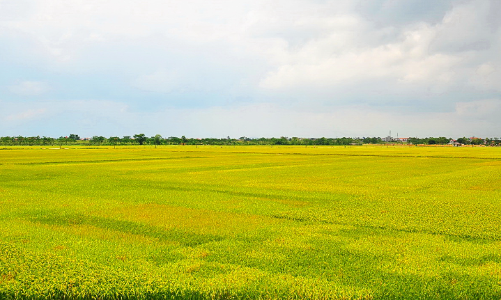 Những bài Thơ hay về Cây Lúa Việt Nam lay động lòng người 3