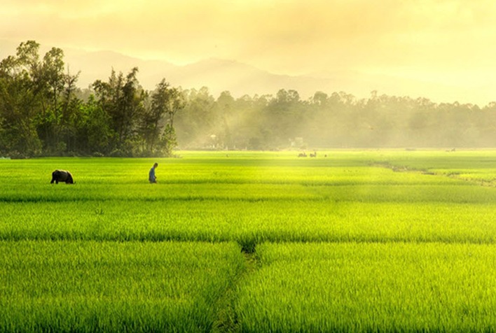 Những bài Thơ hay về Cây Lúa Việt Nam lay động lòng người 8